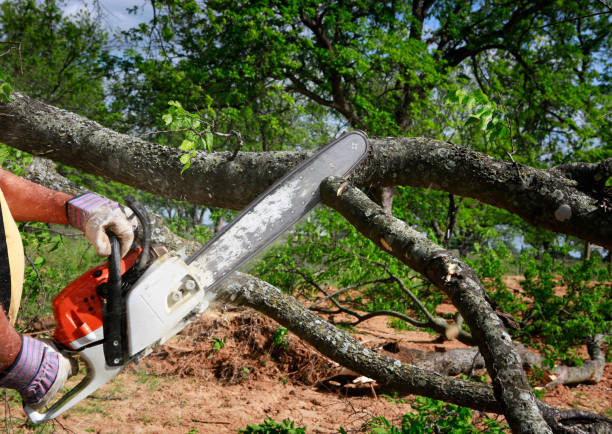 Best Best Tree Removal Services  in Warrington, FL